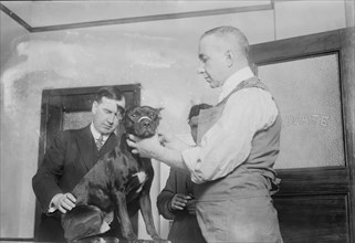 1st patient, Dog Hospital, N.Y. City, 1914. Creator: Bain News Service.