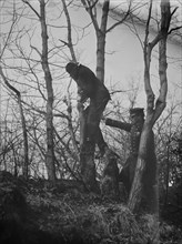Policeman, police dog treeing tramp, New York City, 1912. Creator: Bain News Service.