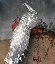 White peacock, 1910. Creator: Hans Frank.