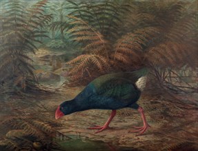 A moho takahe (Notornis mantelli), 1902. Creator: Johannes Keulemans.