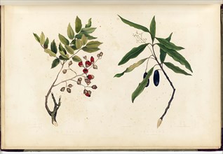 The Titoki. A Forest-Tree / The Taua. A Large Forest-Tree Plate 13..., 1842. Creator: Martha King.