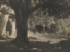 The old walnut tree, 1931. Creator: Henry Edward Gaze.