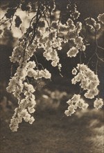 Elm blossom, c1930s. Creator: Henry Edward Gaze.