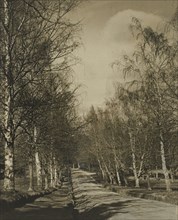 Beeches and birches, 1920s. Creator: Harry Moult.