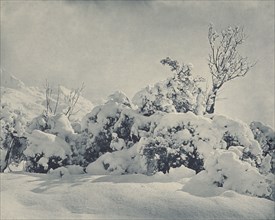 Winter's mantle, Mt Cook district, 1920s. Creator: Harry Moult.
