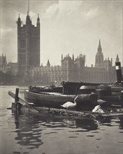 Swans of the Thames. From the album: Photograph album - London. Creator: Harry Moult.