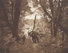 On Milford track. From the album: Camera Pictures of New Zealand, 1920s. Creator: Harry Moult.