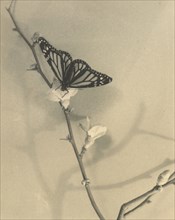 Seeker of nectar, 1940. Creator: Thelma Kent.