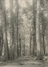 In the Birch forest, Paradise, Lake Wakatipu, c1924. Creator: Eunice Harriett Garlick.