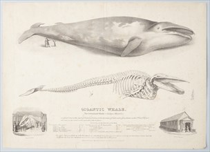 Gigantic Whale: The Greenland Whale (or Baloena Musculus), 1832. Creator: George Scharf.