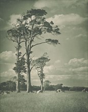 Native rimu, 1920s. Creator: Harry Moult.