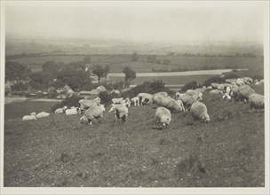 Sheep on hillside. From the album: Photograph album - England, 1920s. Creator: Harry Moult.