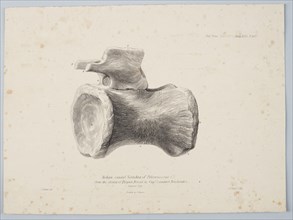 Median Caudal Vertebra of Pelorosaurus [?] from the strata of Tilgate Forest..., 1801. Creator: George Scharf.