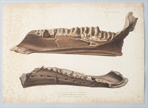The anterior part of the right side of the Lower Jaw of the Iguanodon Mantelli from Tilgate..., 1848 Creator: Joseph Dinkel.
