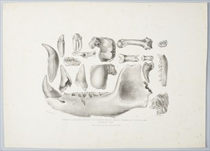 Teeth and Bones Found in Kent's Hold, Near Torquay, Devon, 1824 (Natural size), 1825. Creator: Mary Morland.