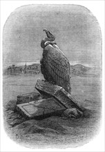 Purification (the Griffon Vulture): from "The Bird", by J. Michelet, 1868. Creators: Adolphe François Pannemaker, Albert Doms.