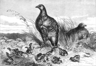A brood of partridges, 1869. Creator: Unknown.
