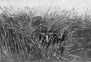Grass of the Desert, a scene of travel in South Africa, from a sketch by Mr. Thomas Baines..., 1865. Creator: Mason Jackson.