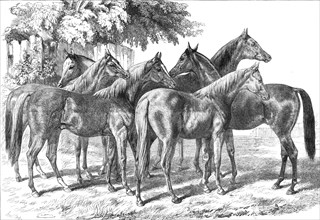 Group of yearlings at Mr. Blenkiron's sale, Middle Park, Eltham, Kent, 1868. Creator: Unknown.