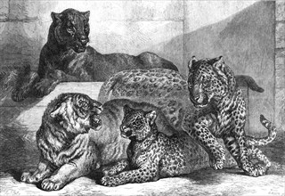 Leopards and tigress lately added to the Zoological Society's collection, Regent’s Park, 1868. Creator: Mason Jackson.
