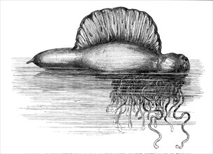 Physalia, or Portuguese Man-of-War, lately found on the south coast of England, 1869. Creator: Unknown.