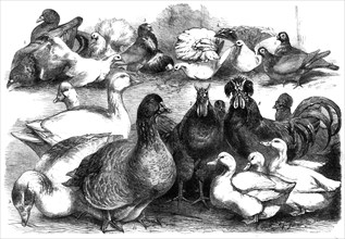 Prize birds at the Birmingham Poultry Show, 1865. Creator: Unknown.