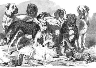 Prize dogs in the National Dog Show at Islington, 1869. Creator: Unknown.