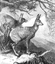 The Musk Deer at the Zoological Society's Gardens, 1869. Creator: Unknown.