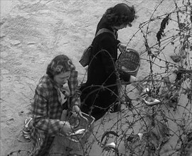 Women Collecting Fish Caught on Barbed Wire, 1940. Creator: British Pathe Ltd.