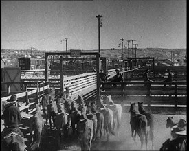 Horses Being Rounded up By Cowboys And Being Put Into Pens, 1932. Creator: British Pathe Ltd.