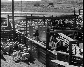 Horses Being Rounded up By Cowboys And Being Put Into Pens, 1932. Creator: British Pathe Ltd.