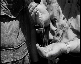 A Male Civilian Pouring Grain from One Hand To Another, 1932. Creator: British Pathe Ltd.