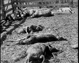 Herds of Cows Suffering And Dying Because of Industrialisation, 1932. Creator: British Pathe Ltd.