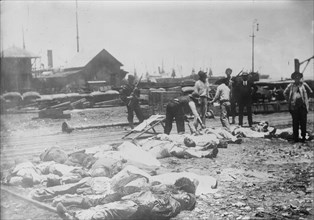 Gathering dead, Vera Cruz, 1914. Creator: Bain News Service.