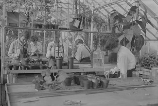 Botany, Barnard, between c1915 and c1920. Creator: Bain News Service.