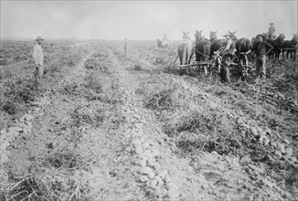 Potato raising in Colo., between c1915 and c1920. Creator: Bain News Service.