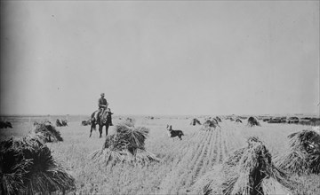 Fort Peck Reservation --- 200 acre oat field, between c1915 and c1920. Creator: Bain News Service.