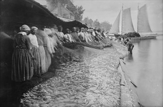 Shad fishing -- fishers and catch, 1915. Creator: Bain News Service.