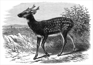 Prince Alfred's Stag, from Singapore, in the Zoological Society's Gardens, 1870. Creator: Unknown.