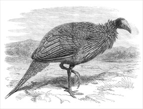 The Vulturine Guinea-Fowl in the Zoological Society's Gardens, 1870. Creator: Unknown.