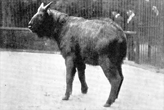 The rarest ruminant: the Takin, now at the "Zoo", 1909. Creator: Walter Sidney Berridge.