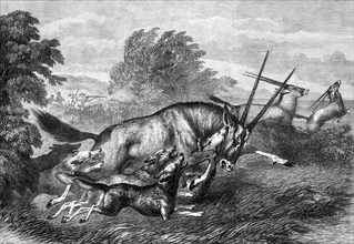 Hunting the Gemsbok in South Africa, 1870. Creator: S Carter.