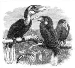 New arrivals at the Zoological Society's Gardens: Hornbills, 1870. Creator: Unknown.