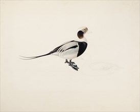 Long-tailed Duck, 1836. Creator: Magnus von Wright.