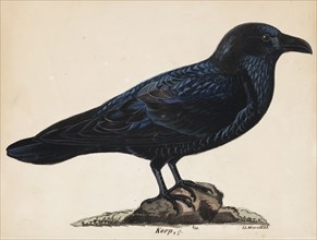 Raven, 1835. Creator: Wilhelm von Wright.