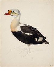 King Eider; unfinished, 1843. Creator: Magnus von Wright.