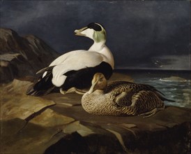 Pair of Common Eiders on a Rock, 1869. Creator: Ferdinand von Wright.