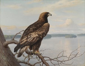 Golden Eagle by a Lake, 1897. Creator: Ferdinand von Wright.