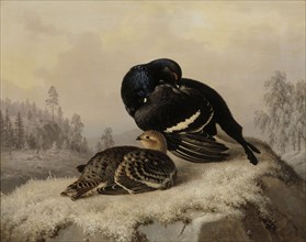 Black Grouse, Cock and Hen, 1869. Creator: Ferdinand von Wright.