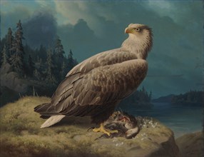 Old White-Tailed Sea Eagle, 1871. Creator: Ferdinand von Wright.